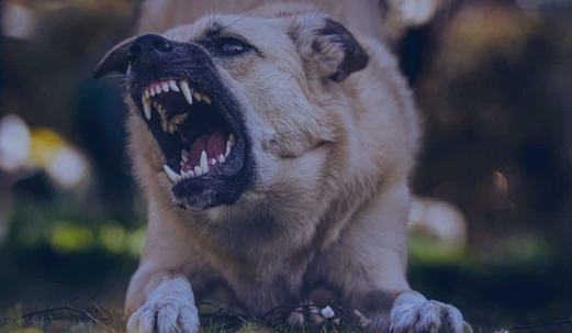 growling dog