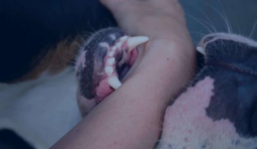 dog bite